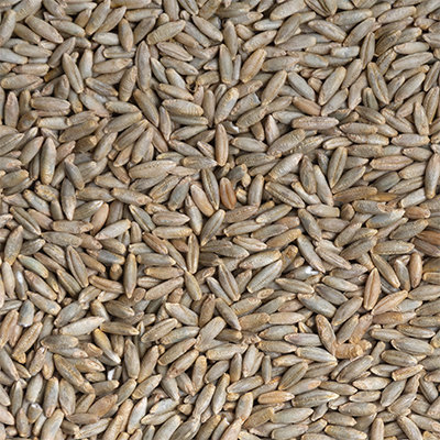 Centeno en Grano